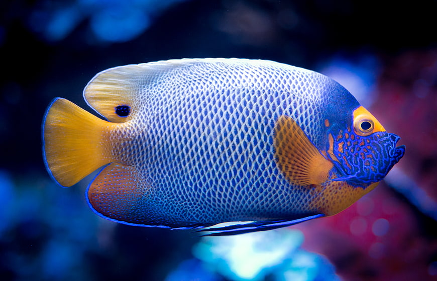 Close-up of a vibrant blue and yellow Emperor Angelfish