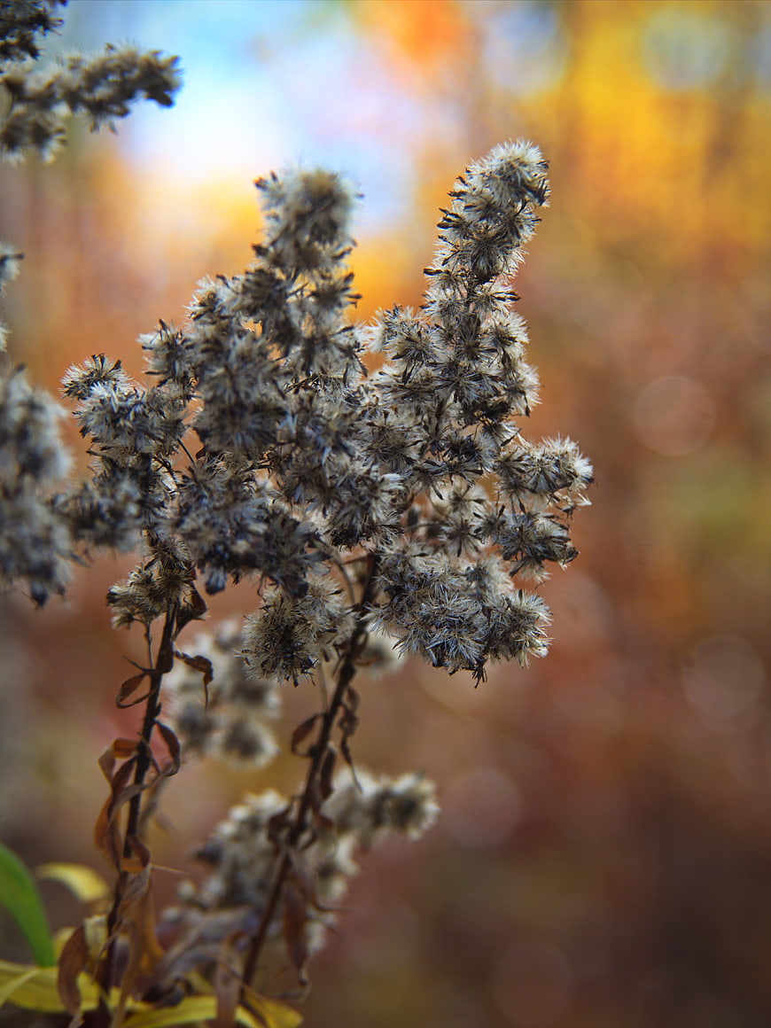 Dried autumn plant with blurred golden background