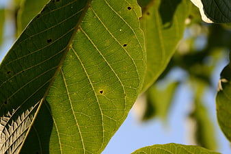 Close-up of green leaf with detailed veins and sunlight