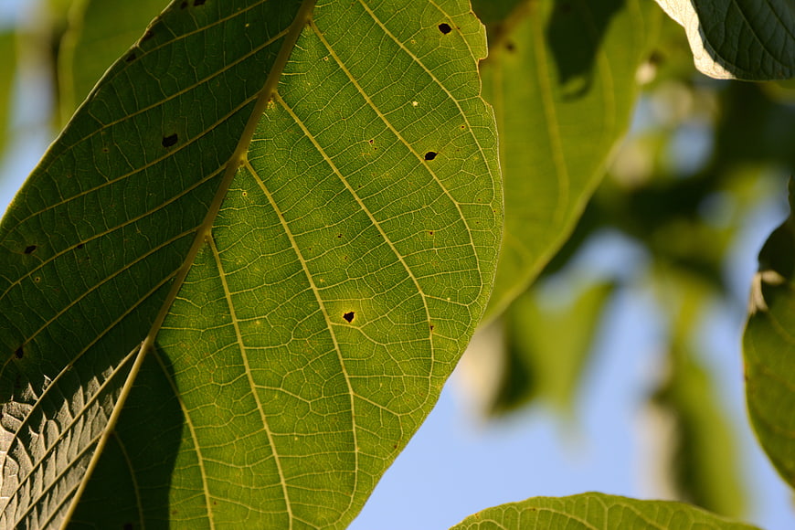 Close-up of green leaf with detailed veins and sunlight