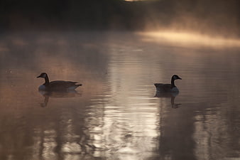 Two Canadian Geese Swimming in Misty Lake at Sunrise