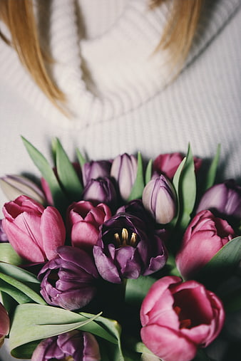 Close-up of purple and pink tulips held by a woman