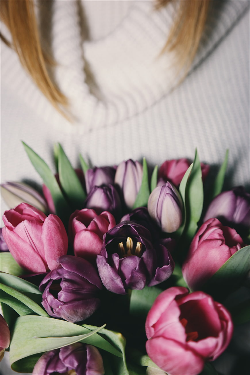 Close-up of purple and pink tulips held by a woman