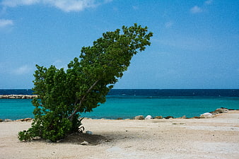 Windblown Tree on Sandy Beach with Turquoise Ocean