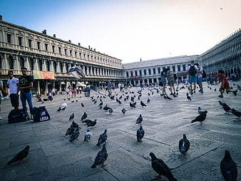 Pigeons and tourists in St Mark's Square, Venice, Italy