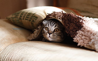 Cute Tabby Cat Hiding Under a Fluffy Blanket on Sofa