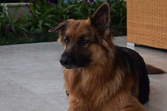 German Shepherd Dog Portrait on Patio