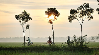 Cyclists Riding Through Rice Paddies at Golden Sunset