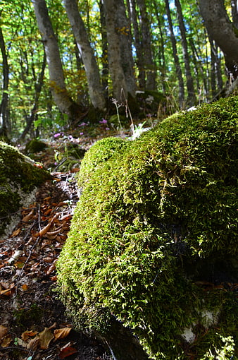Close-up of vibrant green moss on a forest rock