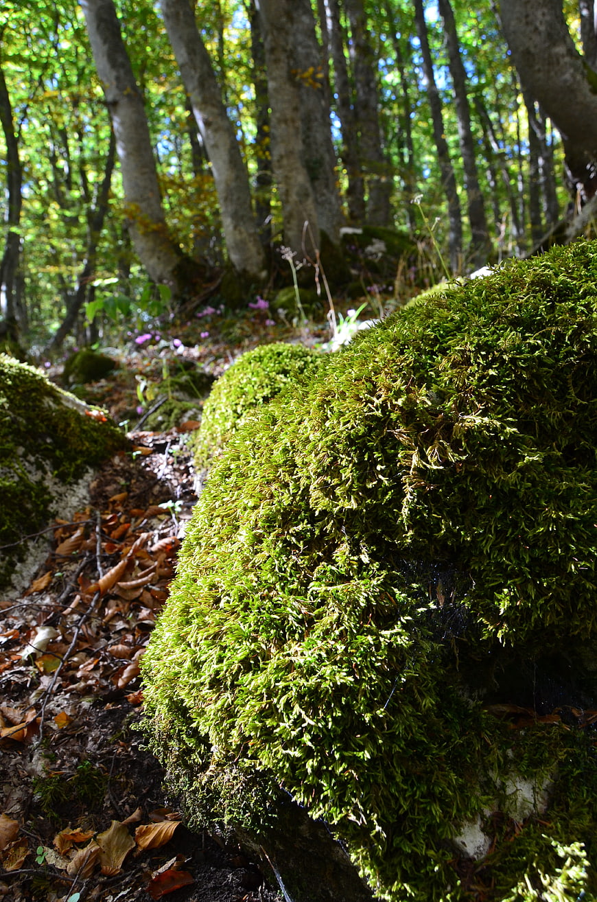 Close-up of vibrant green moss on a forest rock