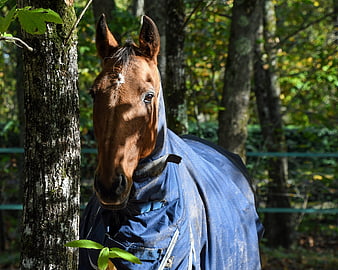 Brown Horse in Blue Blanket Standing in Forest