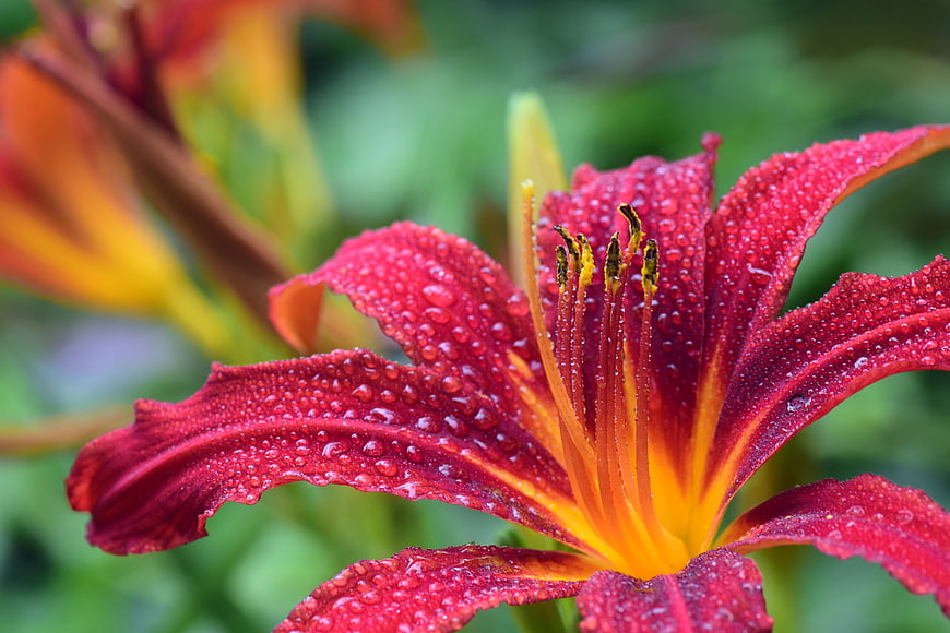 Close-up of Red Daylily with Dew Drops