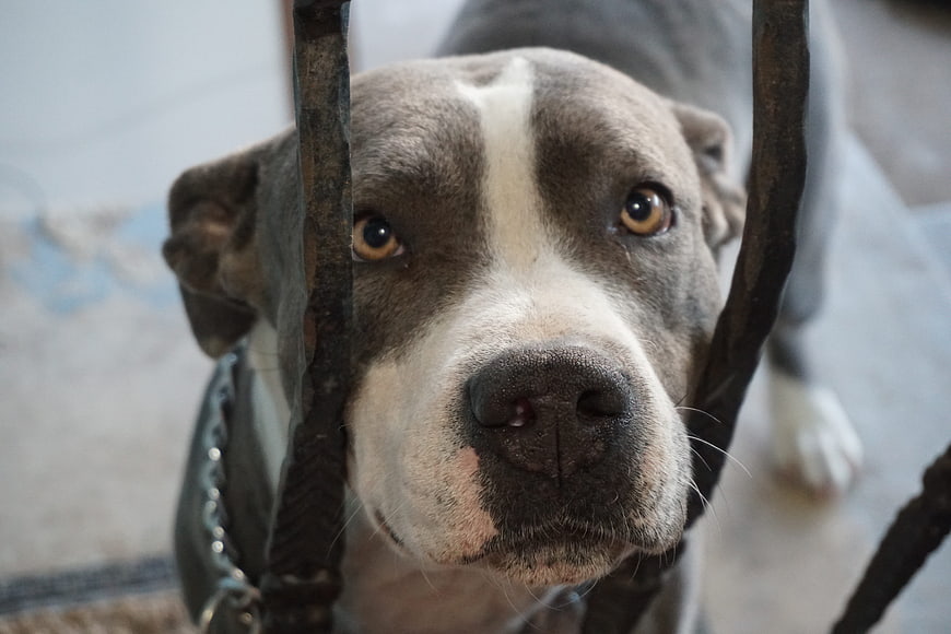 Close-up portrait of a grey and white pitbull dog looking through a leash