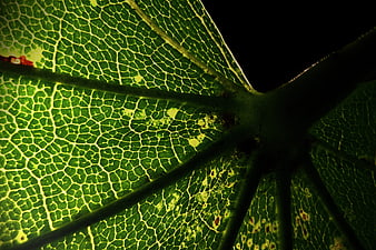 Macro Backlit Green Leaf Vein Texture on Black Background