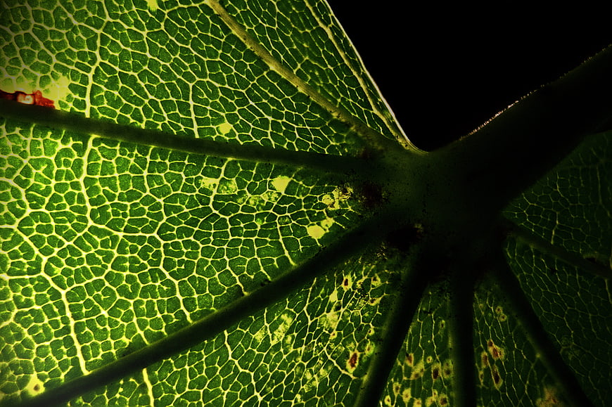 Macro Backlit Green Leaf Vein Texture on Black Background
