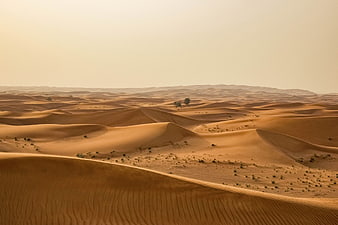 Vast desert landscape with rolling sand dunes and sparse vegetation
