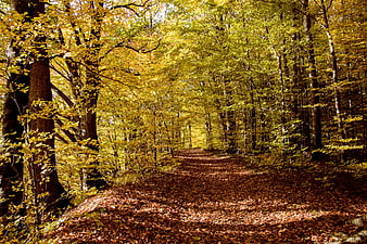 Autumn Forest Path With Golden Leaves And Brown Ground
