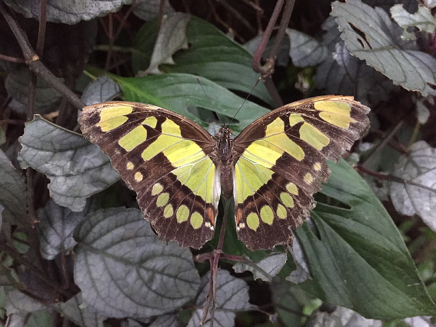 Malamute butterfly resting on green leaves in nature