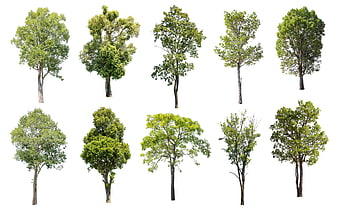 Collection of ten isolated green deciduous trees on white background