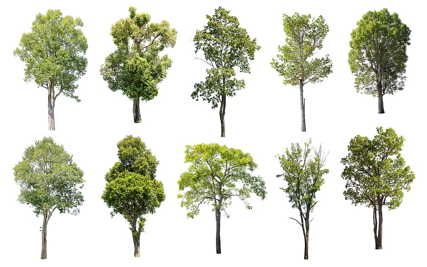 Collection of ten isolated green deciduous trees on white background