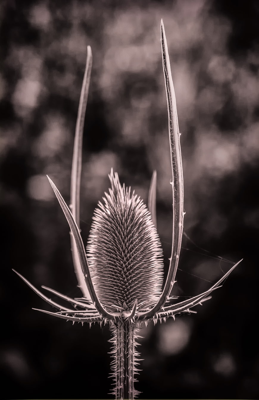 Black and white close-up of a thistle plant