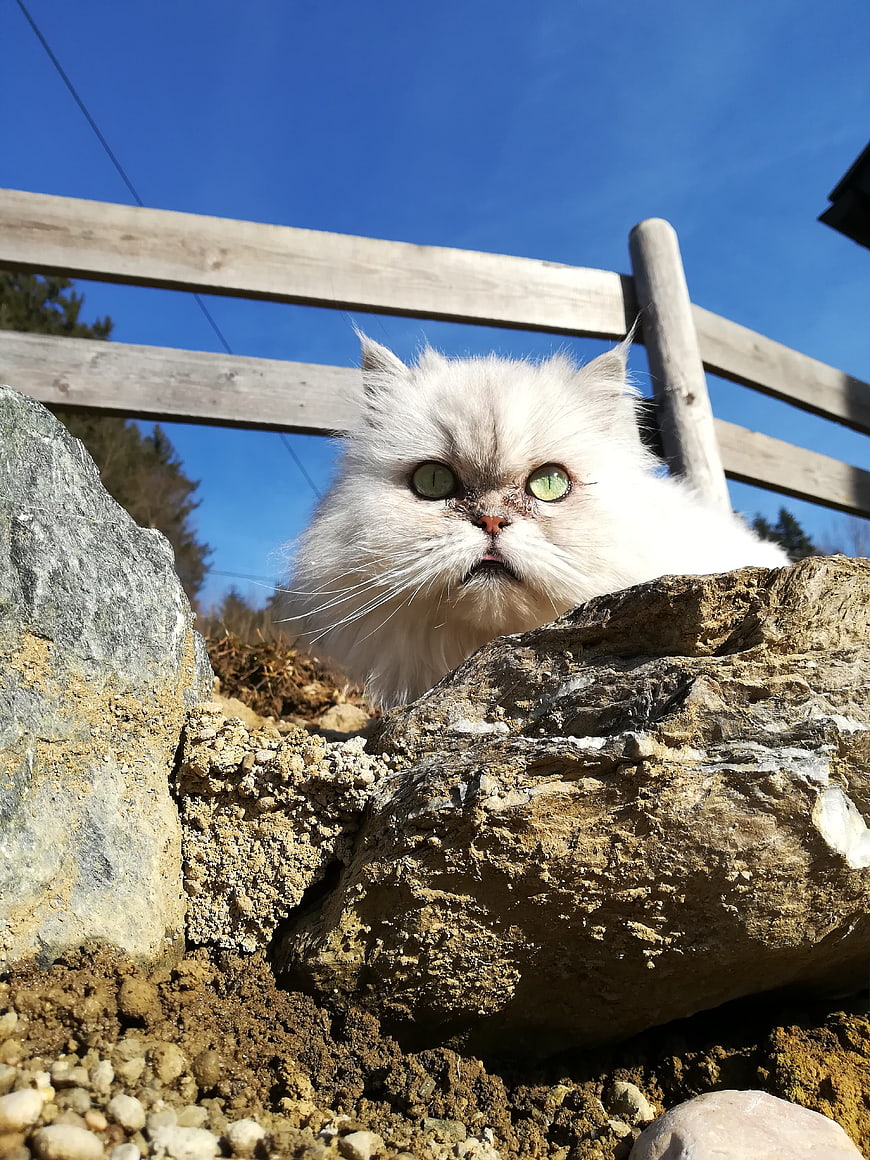 Fluffy White Persian Cat Peeking Over Rocks Outdoors