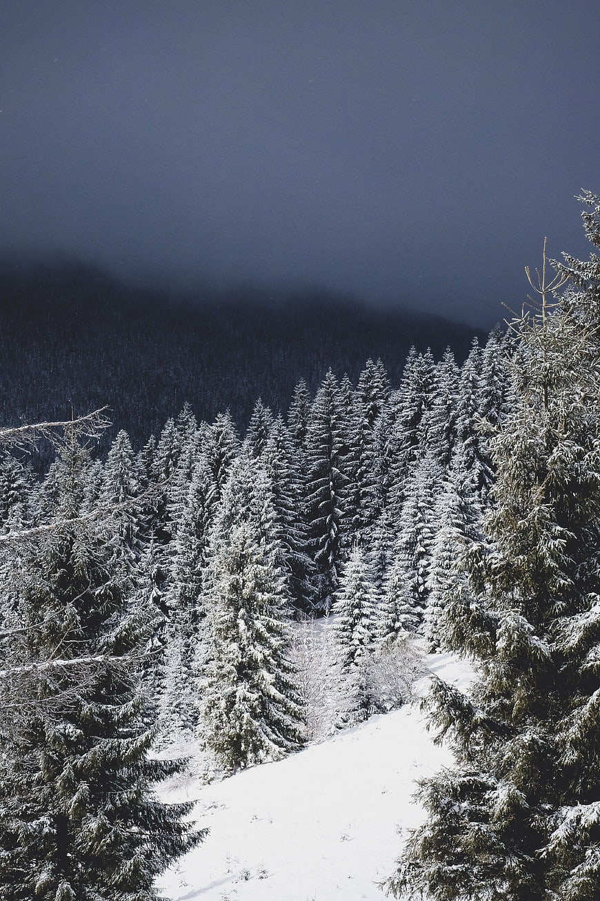 Snowy Pine Forest in Winter Mountains with Fog