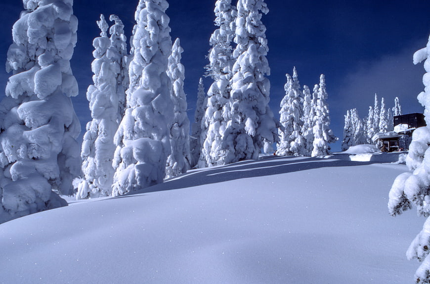 Snow-covered pine trees on a sunny winter mountain slope