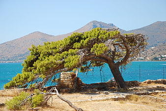 Wind-swept pine tree on rocky Mediterranean coast with blue sea
