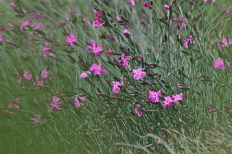 Pink Dianthus Flowers in Green Meadow