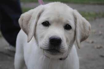 Close-up portrait of an adorable yellow Labrador puppy