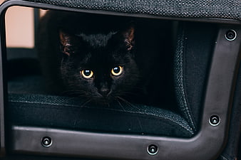 Black Cat with Yellow Eyes Peeking from Pet Carrier