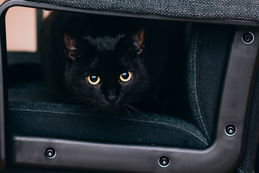 Black Cat with Yellow Eyes Peeking from Pet Carrier