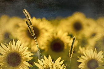 Vintage Sunflower Field with Foreground Grass