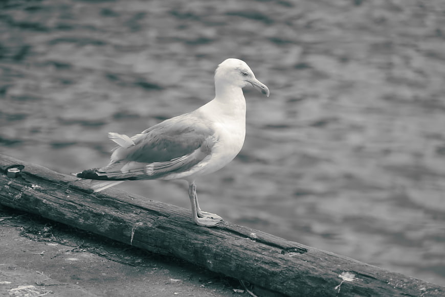 Seagull Standing on Wooden Log by Water