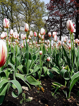 White and Red Tulips in a Sunny Garden