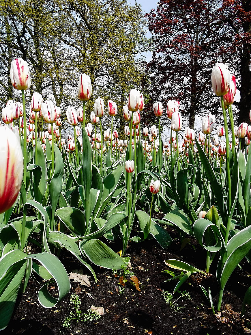 White and Red Tulips in a Sunny Garden