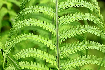 Close-up of vibrant green fern frond with detailed texture