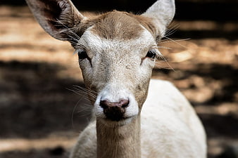 Close-up portrait of a white fallow deer looking at camera