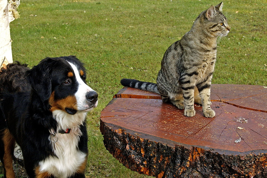 Bernese Mountain Dog and Tabby Cat Sitting on Tree Stump