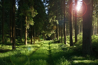 Sunlit Forest Path with Tall Pine Trees and Green Undergrowth