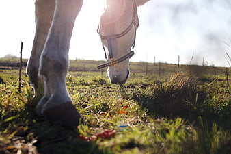 White Horse Grazing in Sunlit Green Pasture