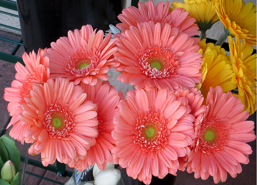 Vibrant Pink Gerbera Daisies in a Bouquet