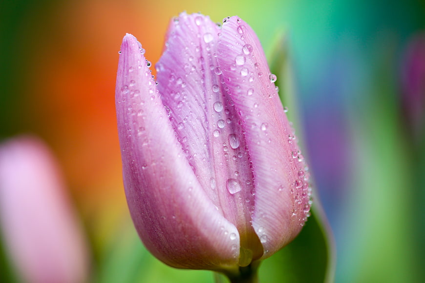 Close-up of pink tulip with water droplets on colorful background