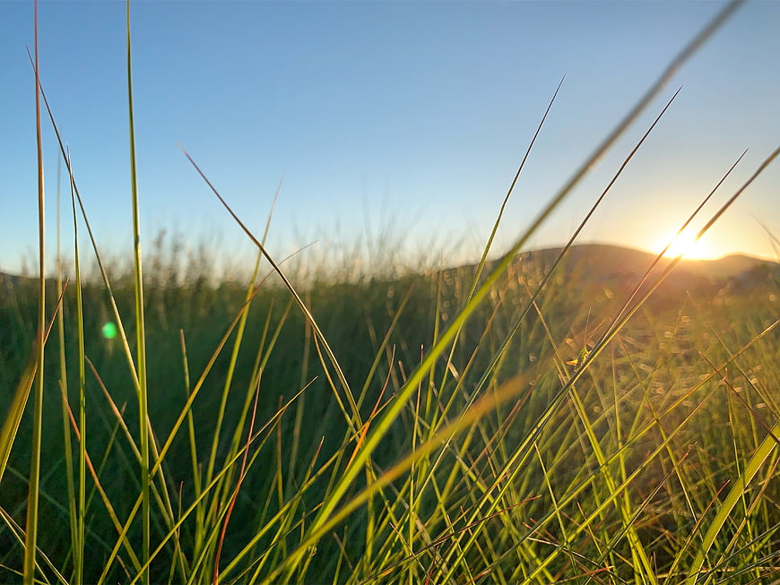 Golden hour sunlight shining through tall green grass blades