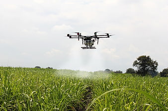 Agricultural Drone Spraying Sugar Cane Field