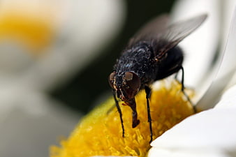 Macro Close-Up of a Fly on a Daisy Flower
