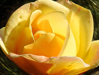 Close-up of a vibrant yellow rose in sunlight
