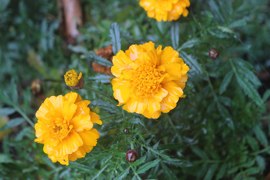 Vibrant yellow marigold flowers with water droplets in garden