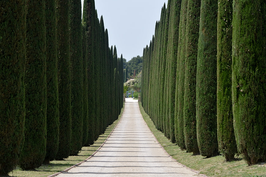 Symmetrical Cypress Avenue Pathway in Italian Garden